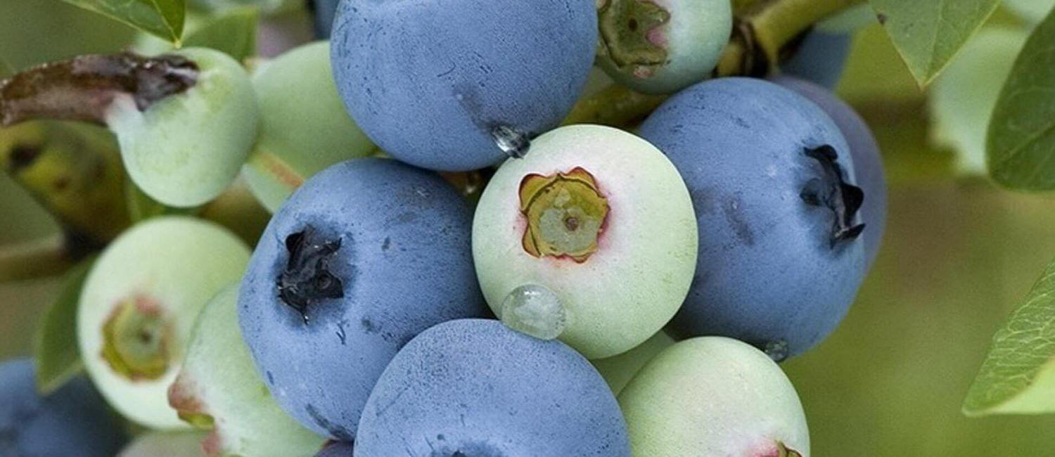 саджанці чагарників плодових вирощування американської лохини камчатська ягода купити саджанці Польща