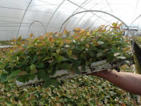 саджанці чагарників плодових вирощування американської лохини